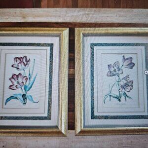 framed botanical prints tulips Frederi rex vintage from 1950 tulipa xxll keizer